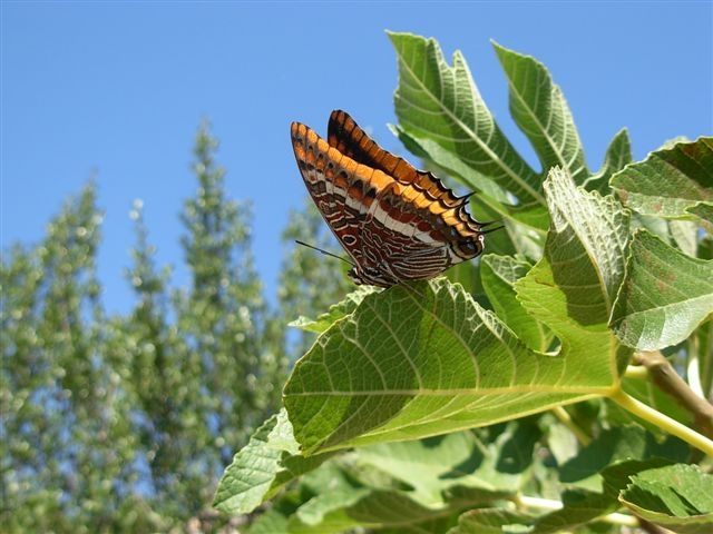 Charaxes jasius